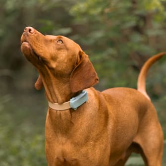 Dog with GPS tracker and preview of Tractive GPS App