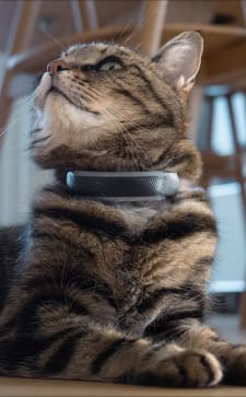 Close-up of a brown cat wearing a black Tractive CAT 6 Mini collar, looking upward while resting indoors on a wooden floor.