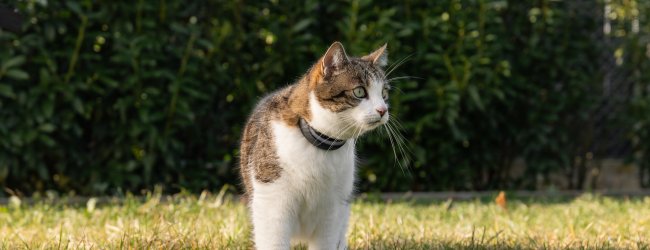 Cat outdoors wearing tractive GPS tracker