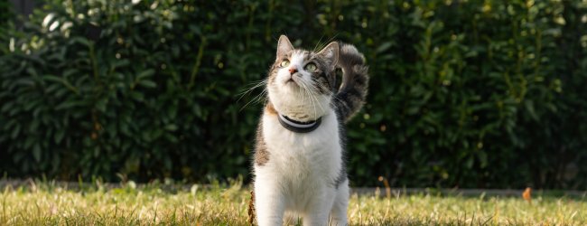 cat in grass wearing gps tracker