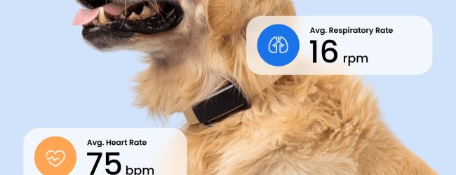 chien portant un traceur noir pour chiens Tractive avec suivi des signes vitaux (fréquence cardiaque et fréquence respiratoire)