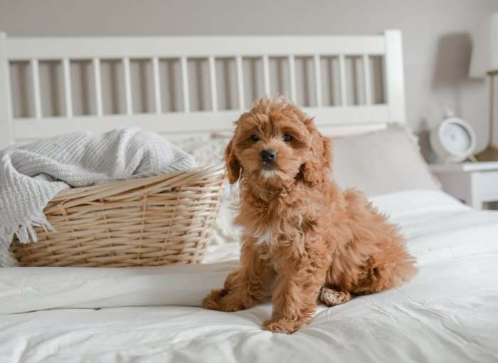 un cane cockapoo seduto su un letto con coperta bianca