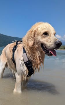 Wet dog with DOG 6 standing in water