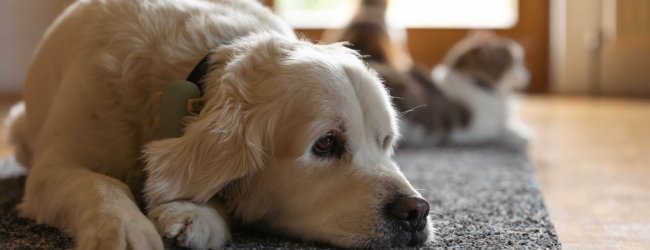 Cane sdraiato su un tappeto e gatto in secondo piano