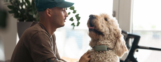 Dog wearing a tracker indoors with its owner