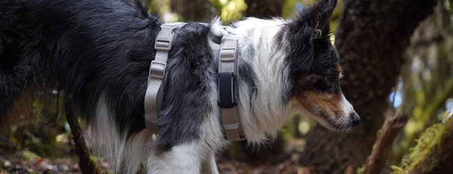 Hund med sele som bærer en GPS-sporer