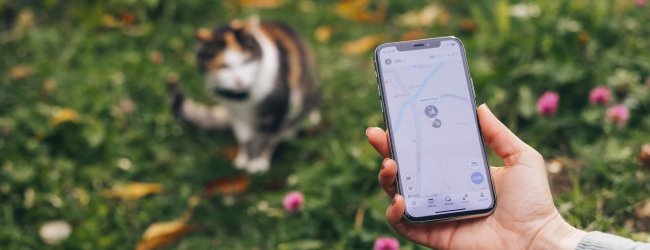 gps tracker app on a smartphone / cat wearing GPS cat tracker in the background