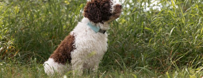 Cane di taglia media (Cane d'acqua spagnolo) con localizzatore GPS Tractive, seduto su un prato