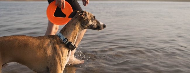 Un Whippet con indosso uno smart tracker Tractive