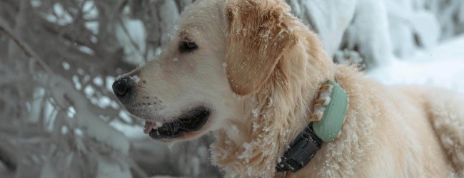 dog wearing pet tracker standing outside in snow