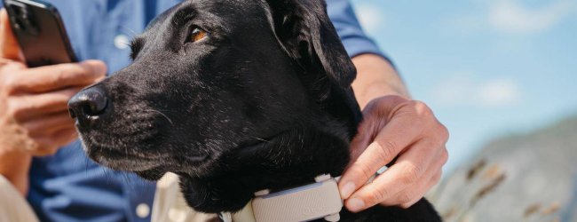 Zwarte hond met gps-halsband van Tractive buiten, met op de achtergrond een man die op zijn smartphone kijkt