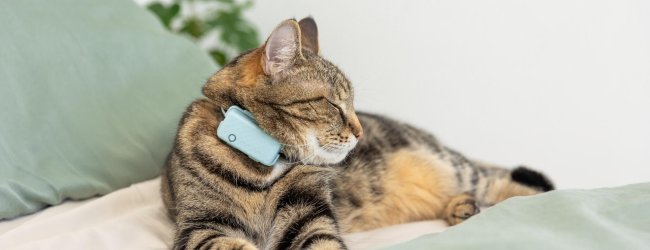 cat sleeping on a bed, wearing a blue cat tracker