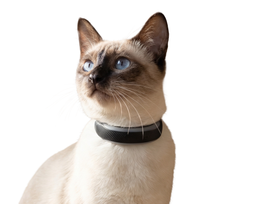 Cat Tracker