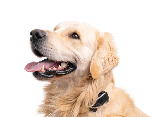 Dog Tracker
