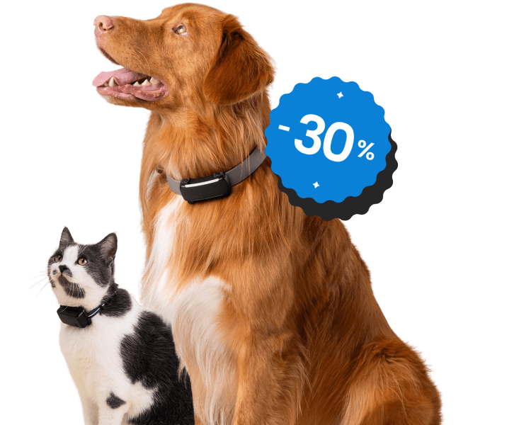 Cat and Dog picture